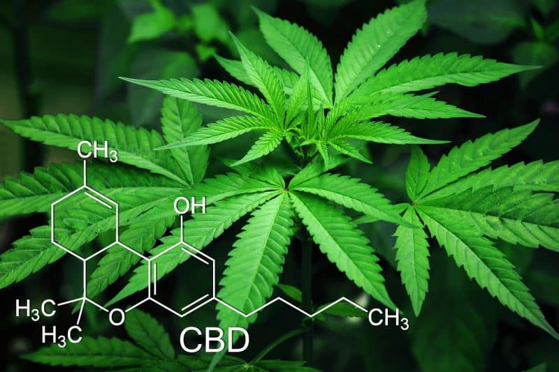 מה זה CBD בקנאביס?