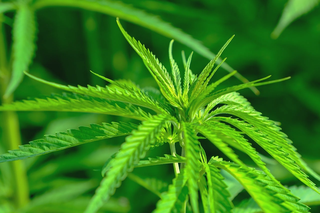 ההבדל בין שמן CBD לשמן המפ